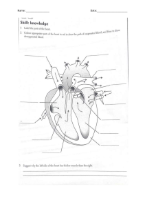 Body systems- heart dissection ws