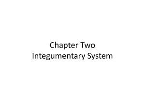 Chap2. Integumentry System