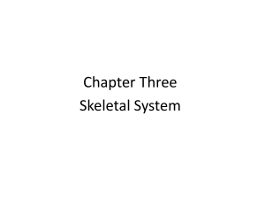Chap3. Animal Skeletal System