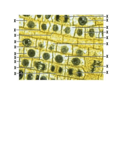 identifying stages of mitosis