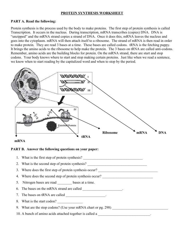 protein synthesis worksheet (3)