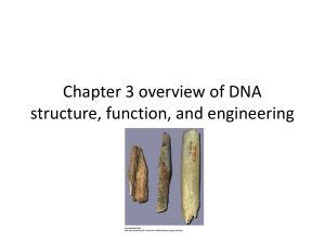 chapter 3 overview of DNA structure, function and engineering