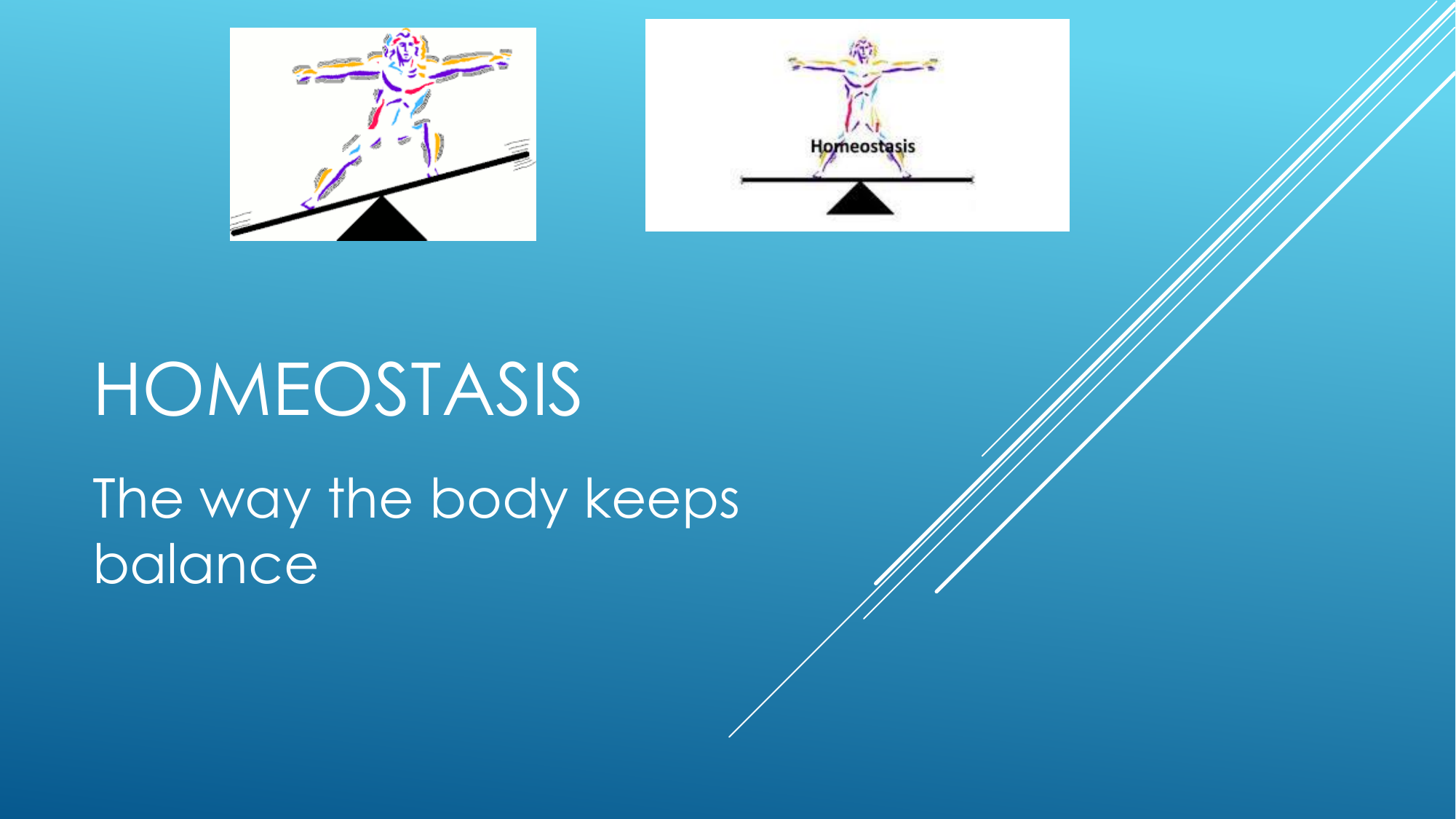 Homeostasis