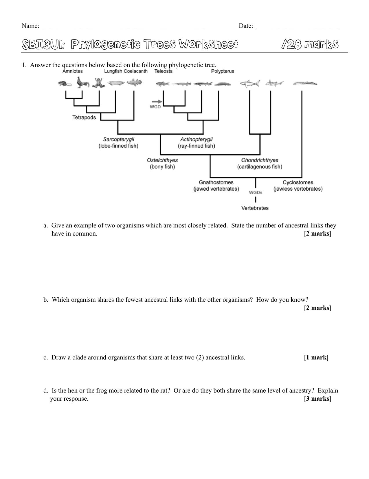 Phylogenetic Tree Worksheet Key