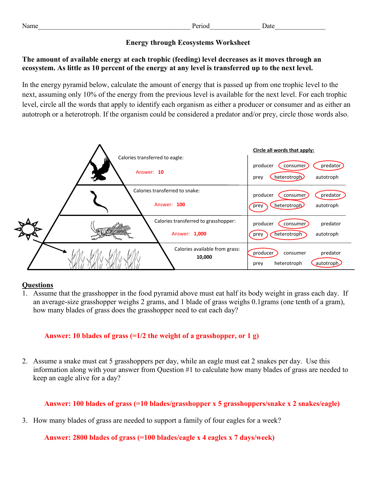 energy through an ecosystem worksheet With Ecological Pyramids Worksheet Answers