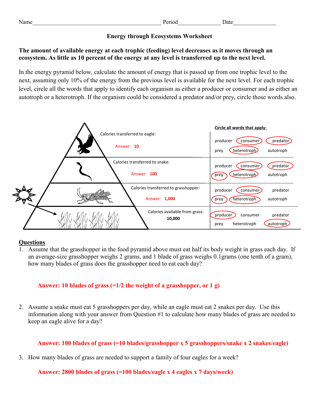 Ecological Pyramids Worksheet Answers Pro Worksheet