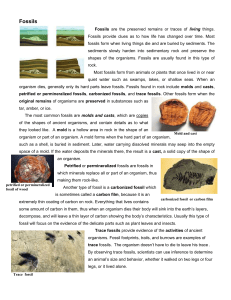 Fossils Homework Sheet