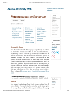 ADW  Potamopyrgus antipodarum  INFORMATION