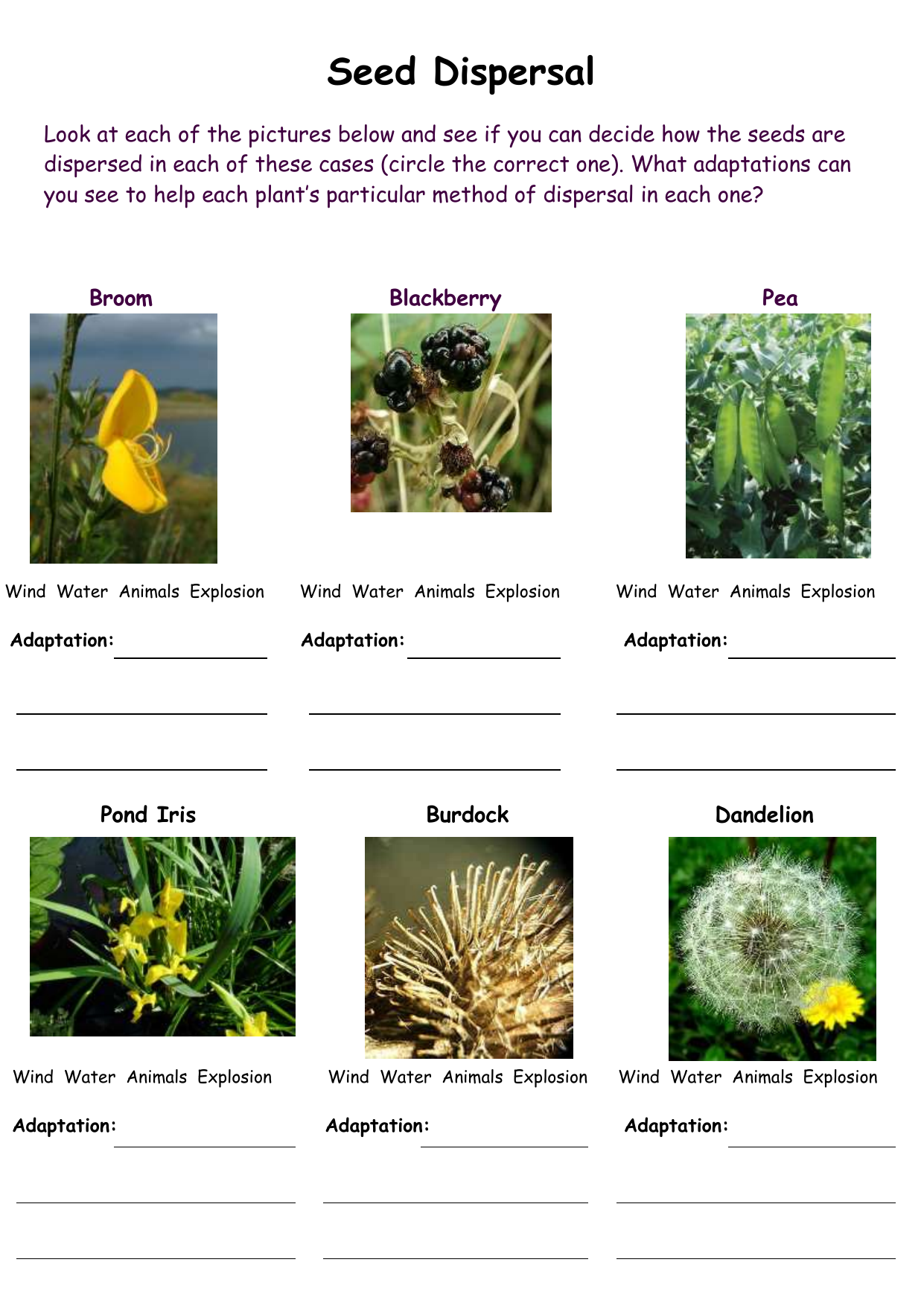 Seed dispersal activity