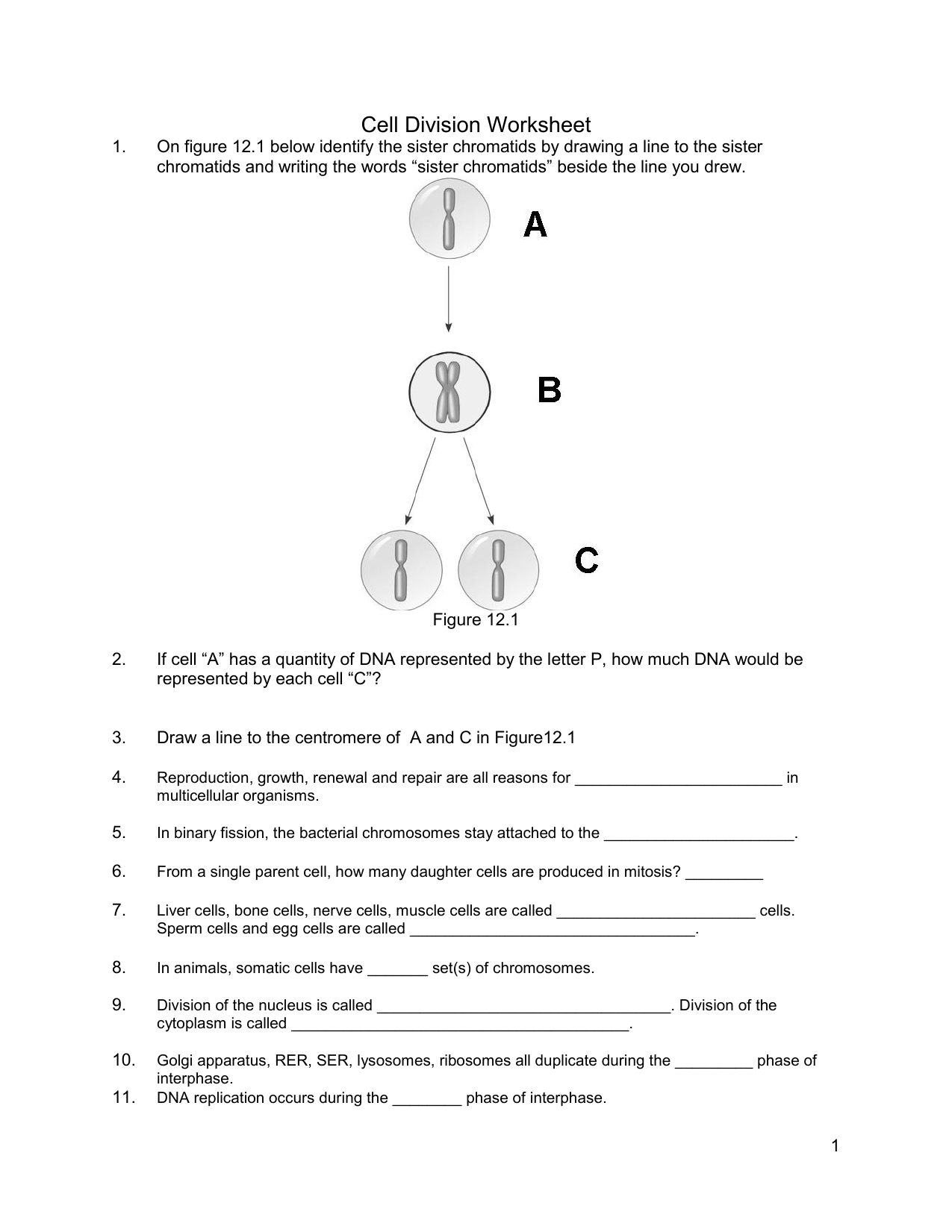 Cell Division Worksheet Within Cell Cycle And Mitosis Worksheet