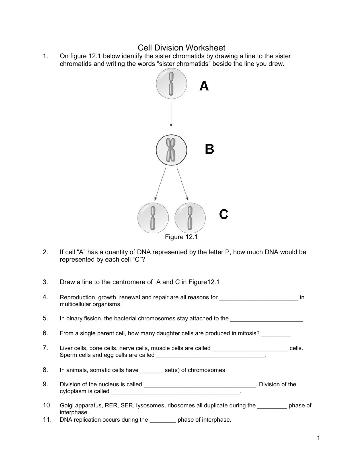 Cell Division Worksheet Answers