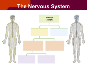 Nervous System and Endocrine System