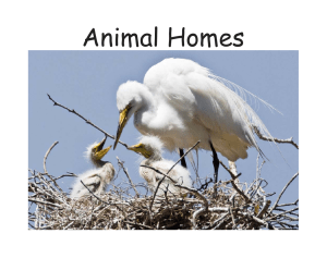 Animal-Homes