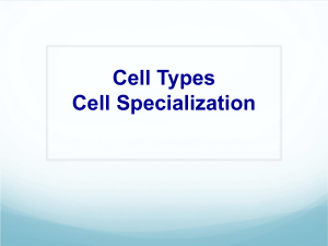 cell specialization