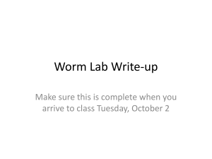 Worm Lab Write-up