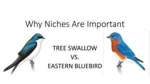 Bluebird vs. Tree Swallow Niche PPT