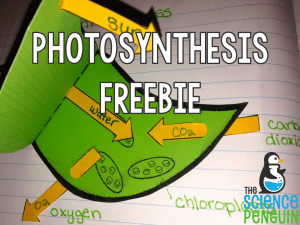 photosynthesisfreebie