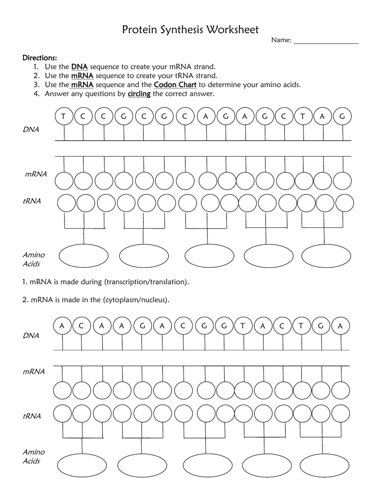 visual-protein-synthesis-worksheet