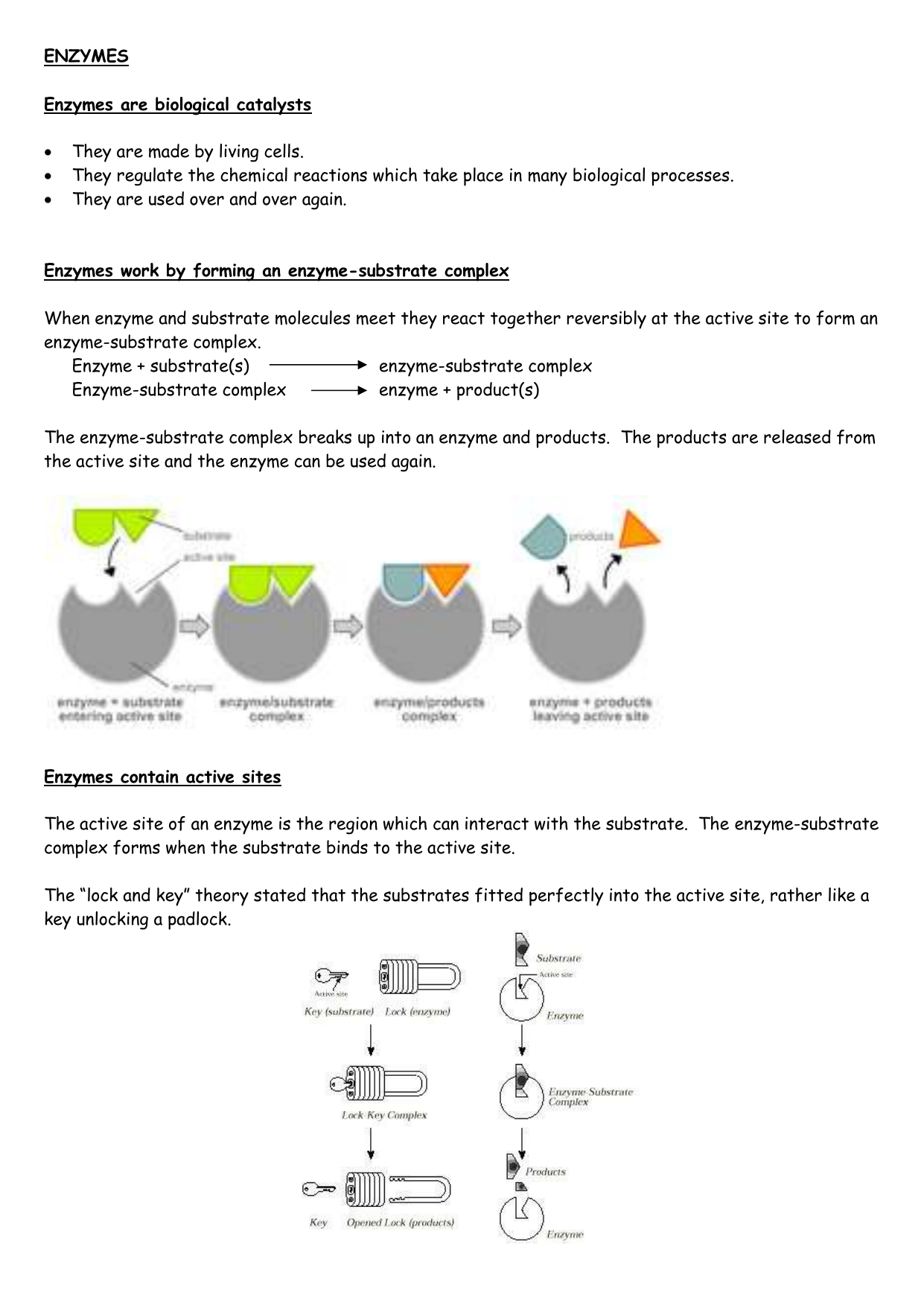 Lock and Key worksheet Within Enzymes Worksheet Answer Key