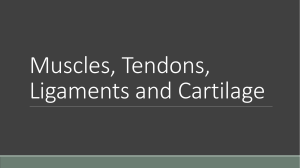 Muscles, Tendons, Ligaments and Cartilage2