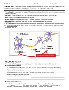 02B Anatomy of a Neuron(1) (1)