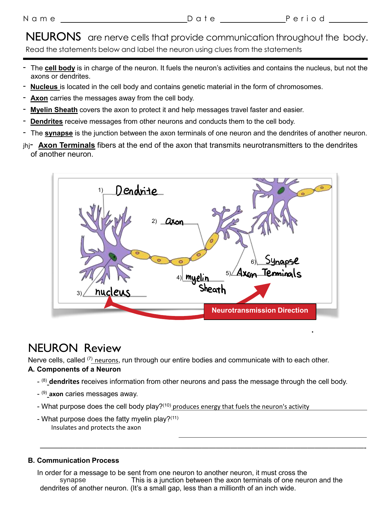 critical thinking questions about neuron