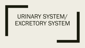 Urinary & Excretory System