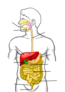 Digestive system diagram starter