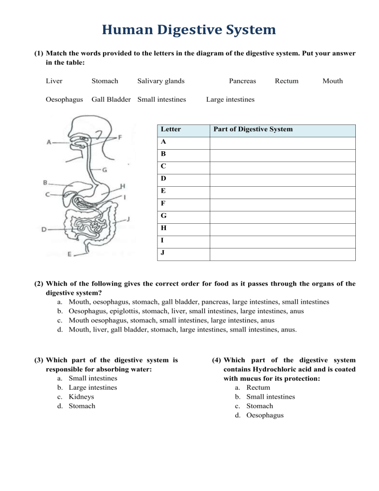 digestive system critical thinking questions