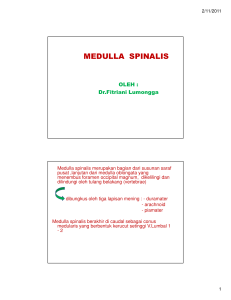 Medulla Spinalis: Anatomi dan Fungsi