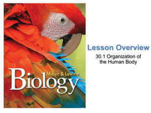 Pearson Biology Chapter 30.1 Organization of the Human Body