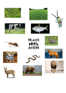 pictures y7 food chains