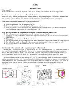 cell study guide