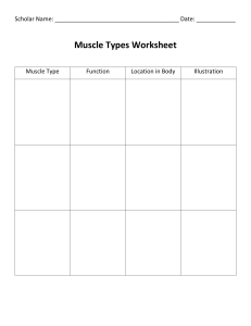 Muscle Types Worksheet