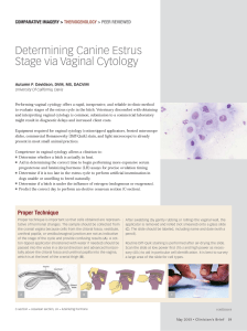 Determining Canine Estrus Via Vaginal Cytology