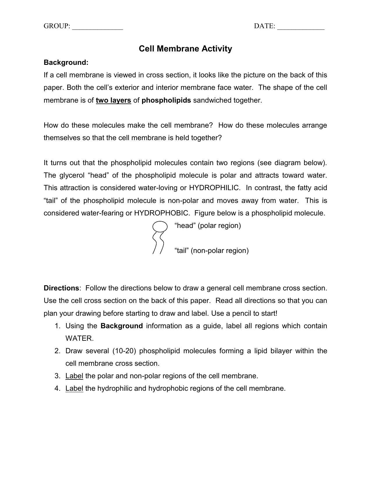 Cell Membrane Drawing Activity Inside Cell Membrane Worksheet Answers