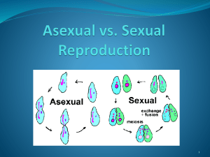 Asexual vs Sexual Reproduction PowerPoint