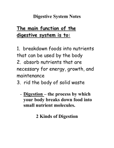 Digestive System Notes[1]