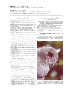 Artibeus obscurus. Mammalian species 2004