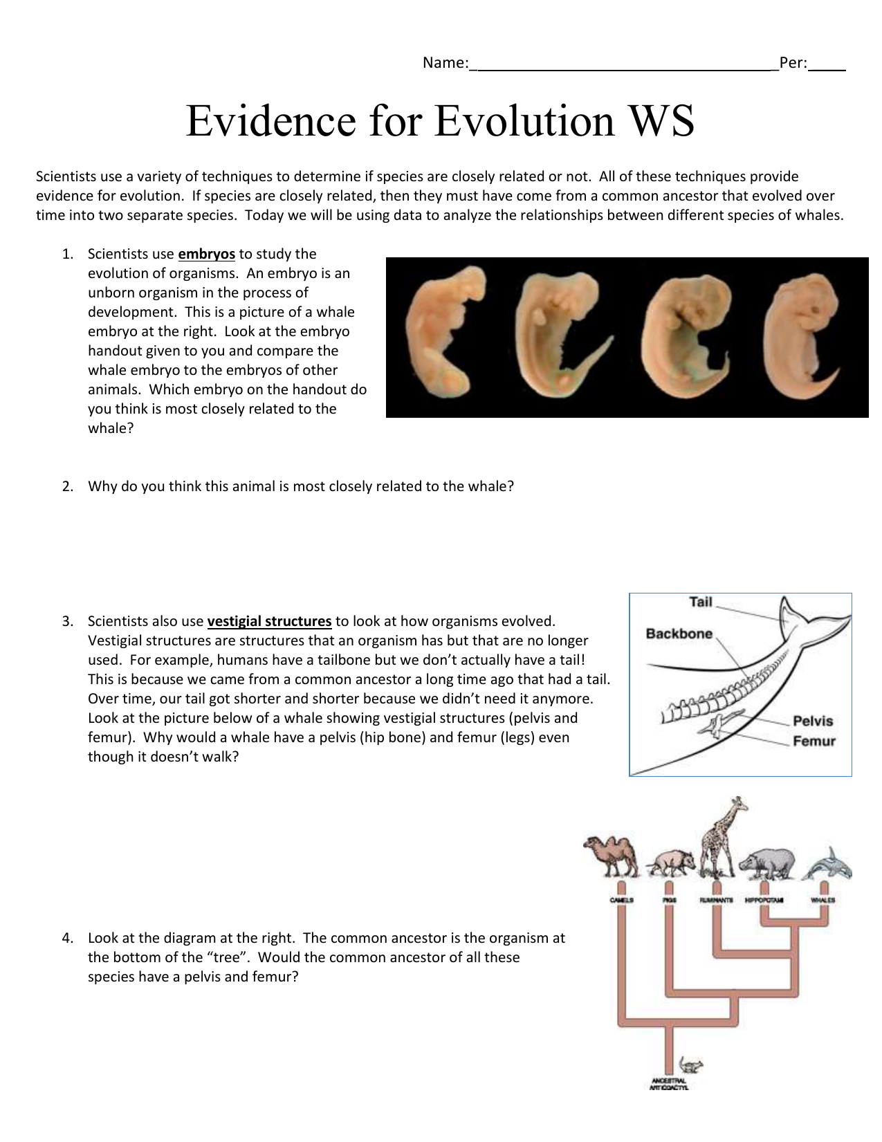 Evidence for Evolution Worksheet With Regard To Evidence For Evolution Worksheet