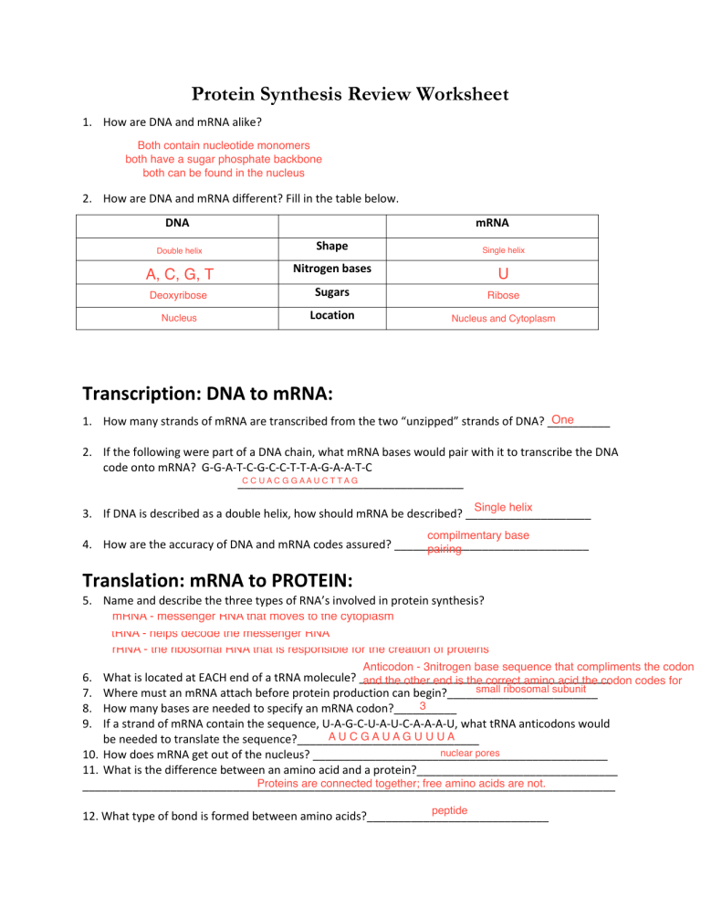 protein synthesis worksheet study guide