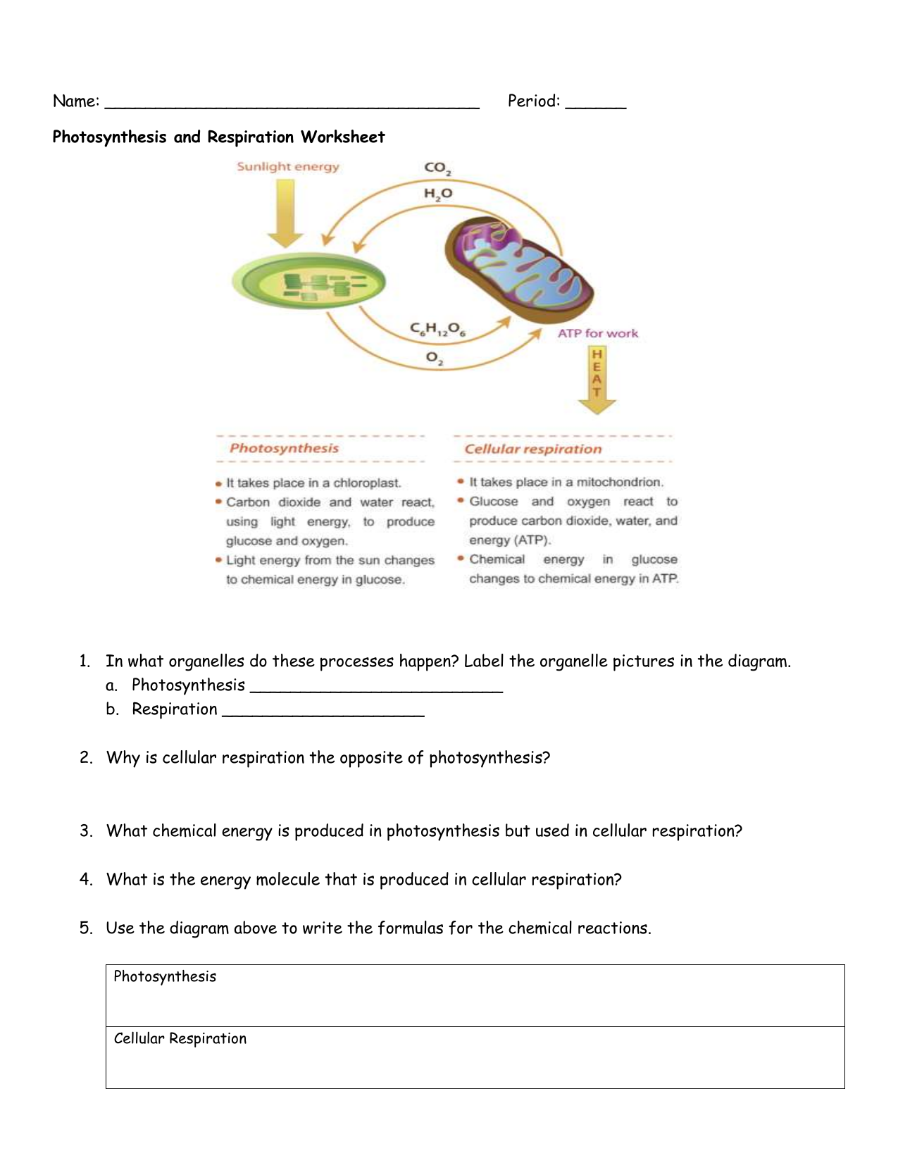 Photosynthesis and Respiration Worksheet Regarding Photosynthesis And Respiration Worksheet