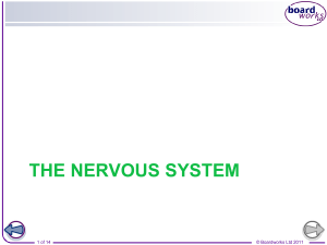 the nervous system revision
