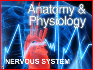 179-Anatomy-Nervous-System