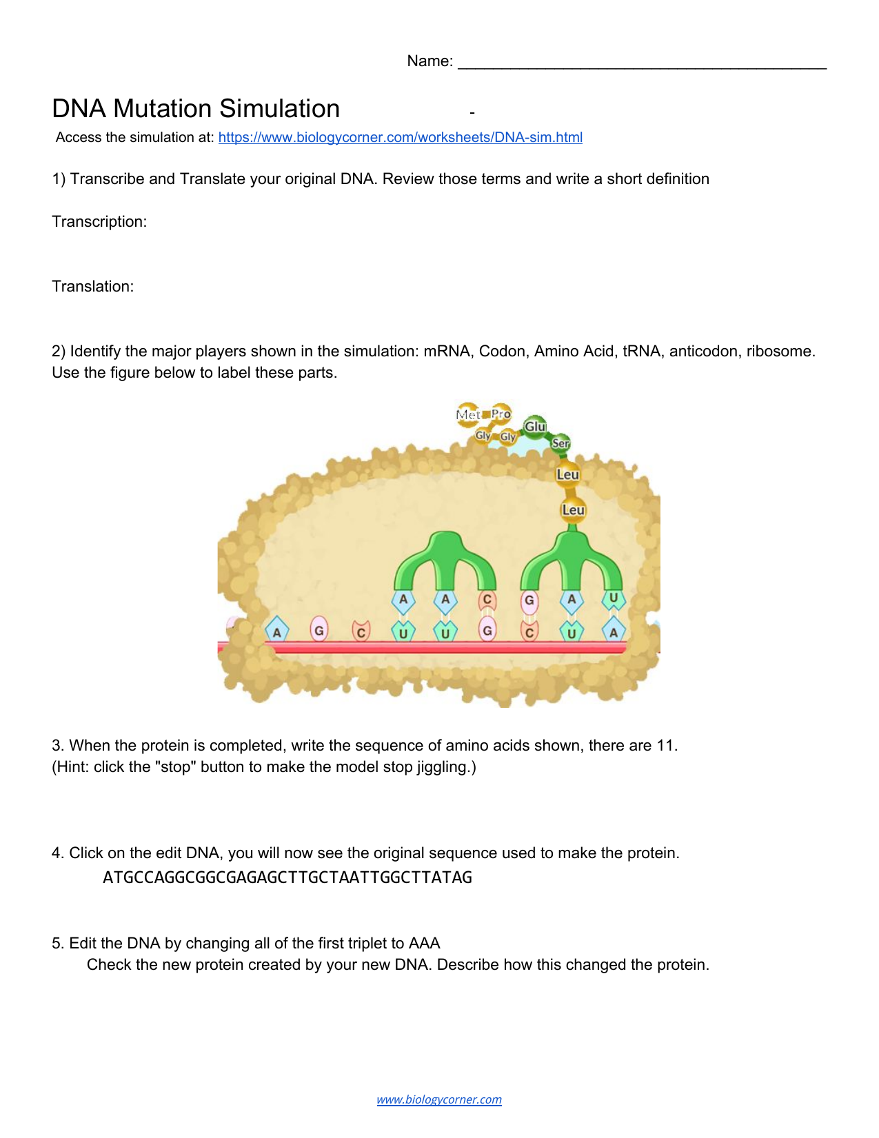 Dna Mutation Simulation Worksheet