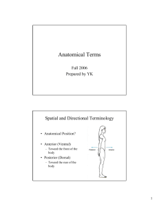 Anatomical Terms notes