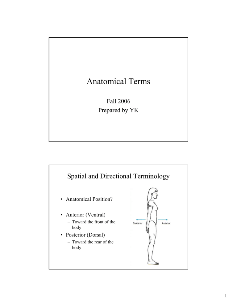 anatomical-terms-notes