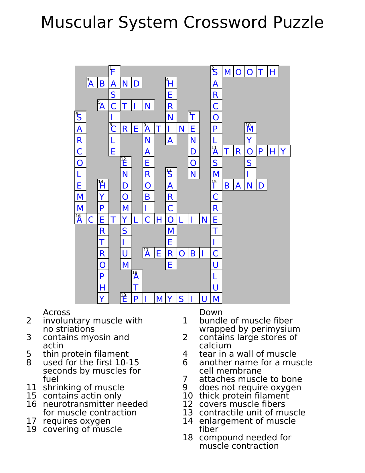muscular-system-crossword-answer-key