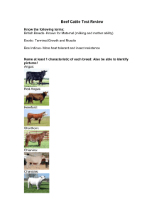 Beef Cattle Test Review KEY