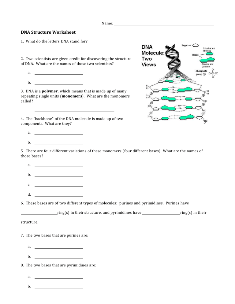 dna-structure-worksheet